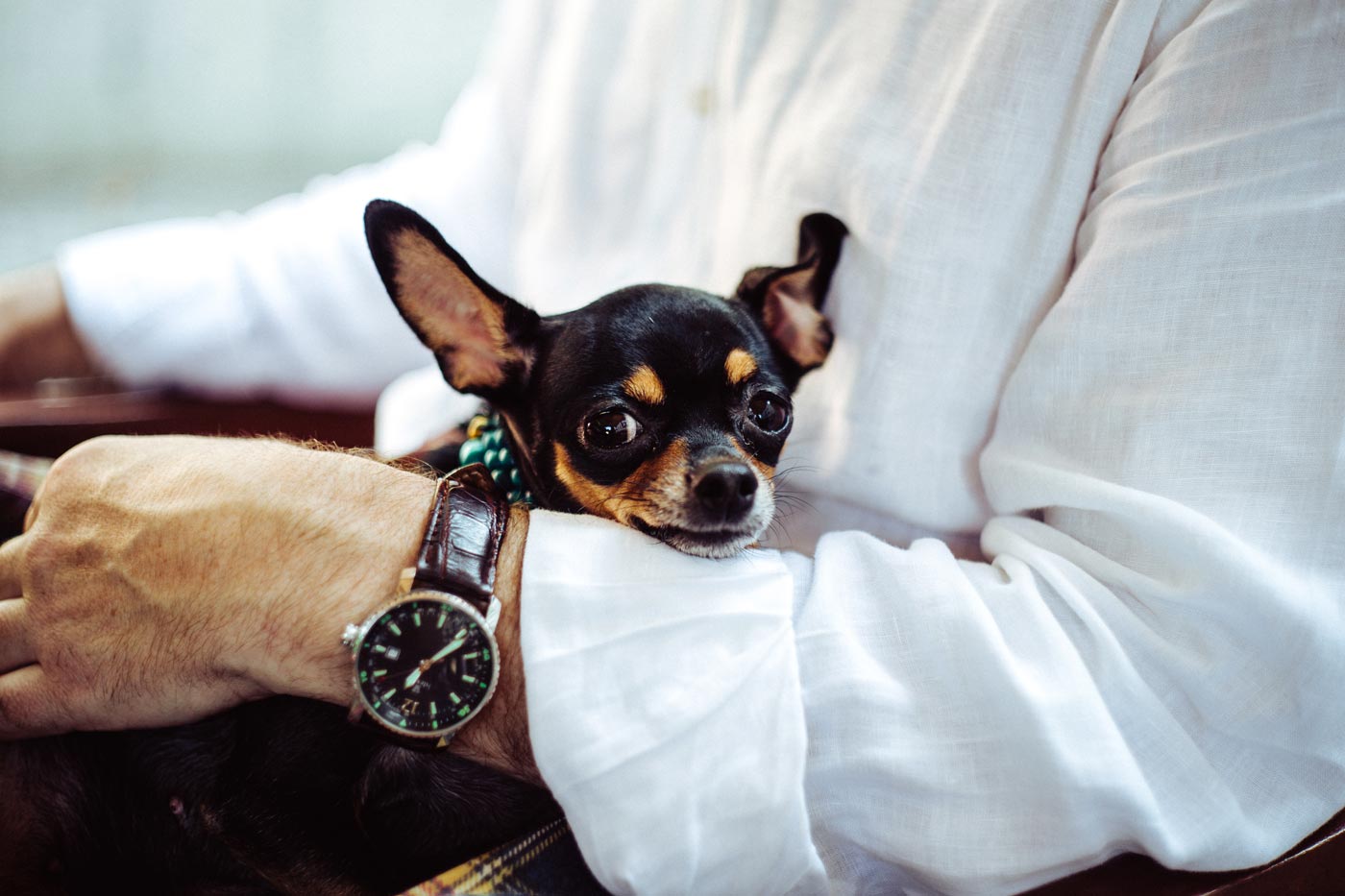 Chihuahua dans les bras d'un homme portant une montre