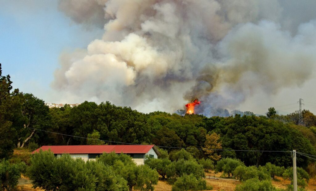 Feu de forêt et épais panache de fumée